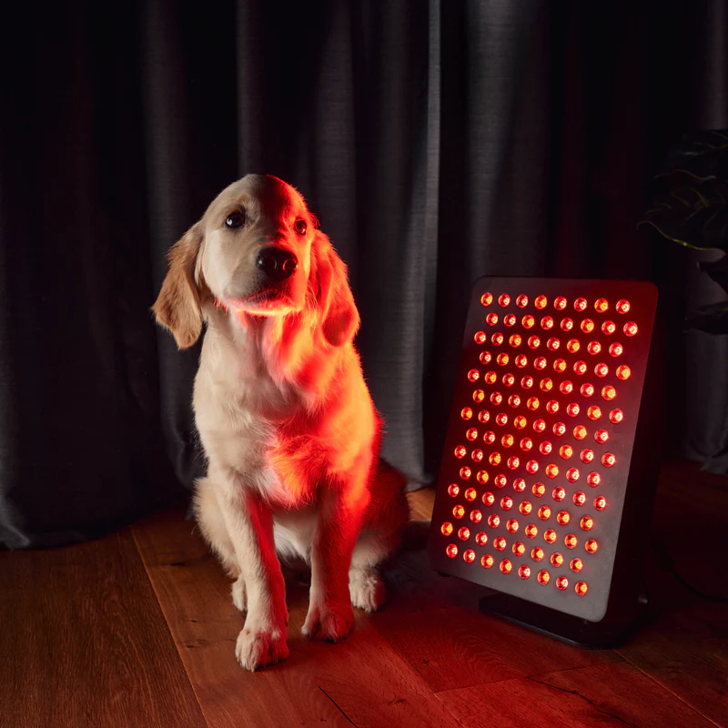 STARTER 5.0 raudonos šviesos ir NIR spindulių panelė - Image 4